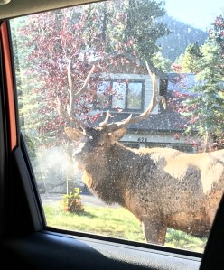 Elk in Estes Park