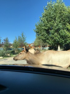 Elk in Estes Park CO