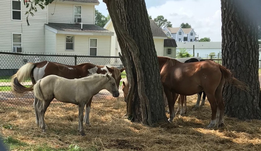 zojYeoxoTt+ATeR7acwADQ